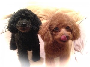 o0800060012914214027