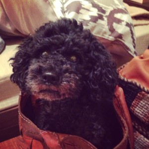 o0800080012954365075